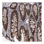 Merck Anti-TRAF7 antibody produced in rabbit