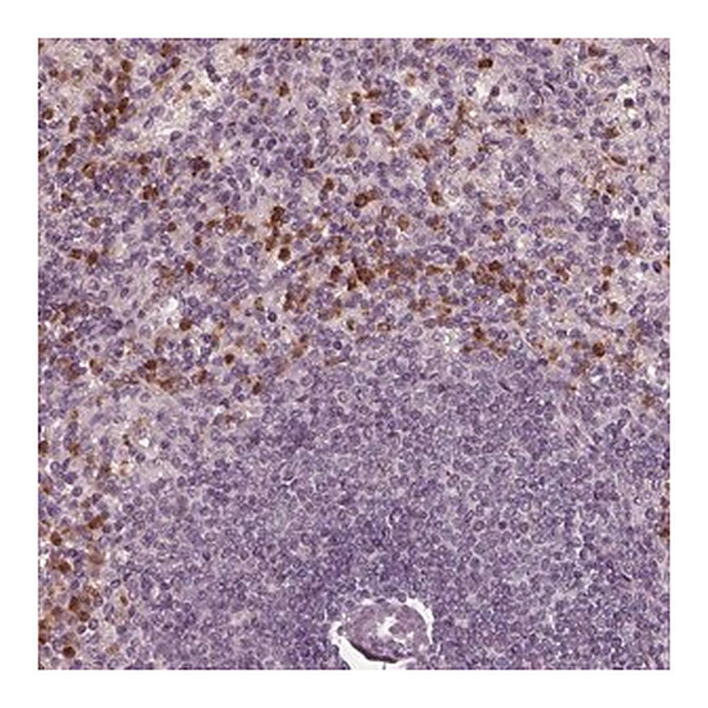Merck Anti-CHIT1 antibody produced in rabbit