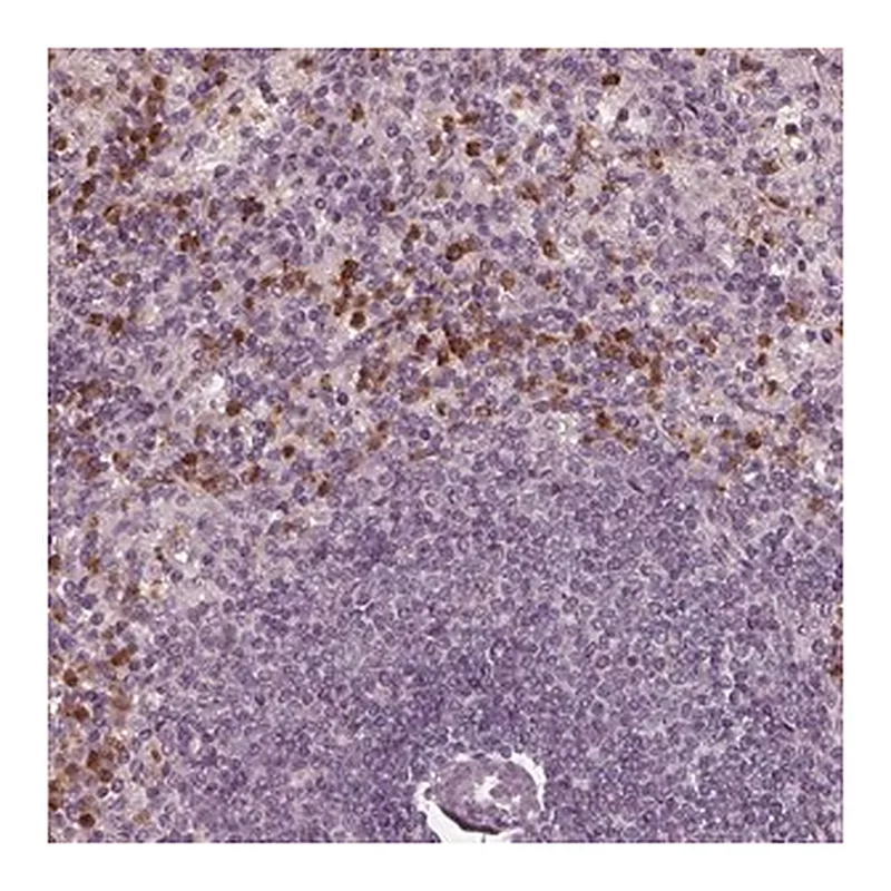Merck Anti-CHIT1 antibody produced in rabbit
