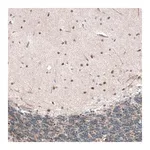 Merck Anti-CAMTA1 antibody produced in rabbit