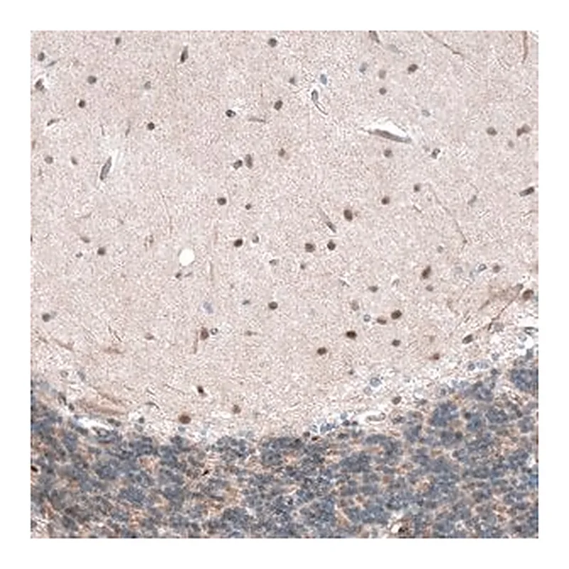 Merck Anti-CAMTA1 antibody produced in rabbit