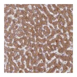 Merck Anti-G6PC antibody produced in rabbit