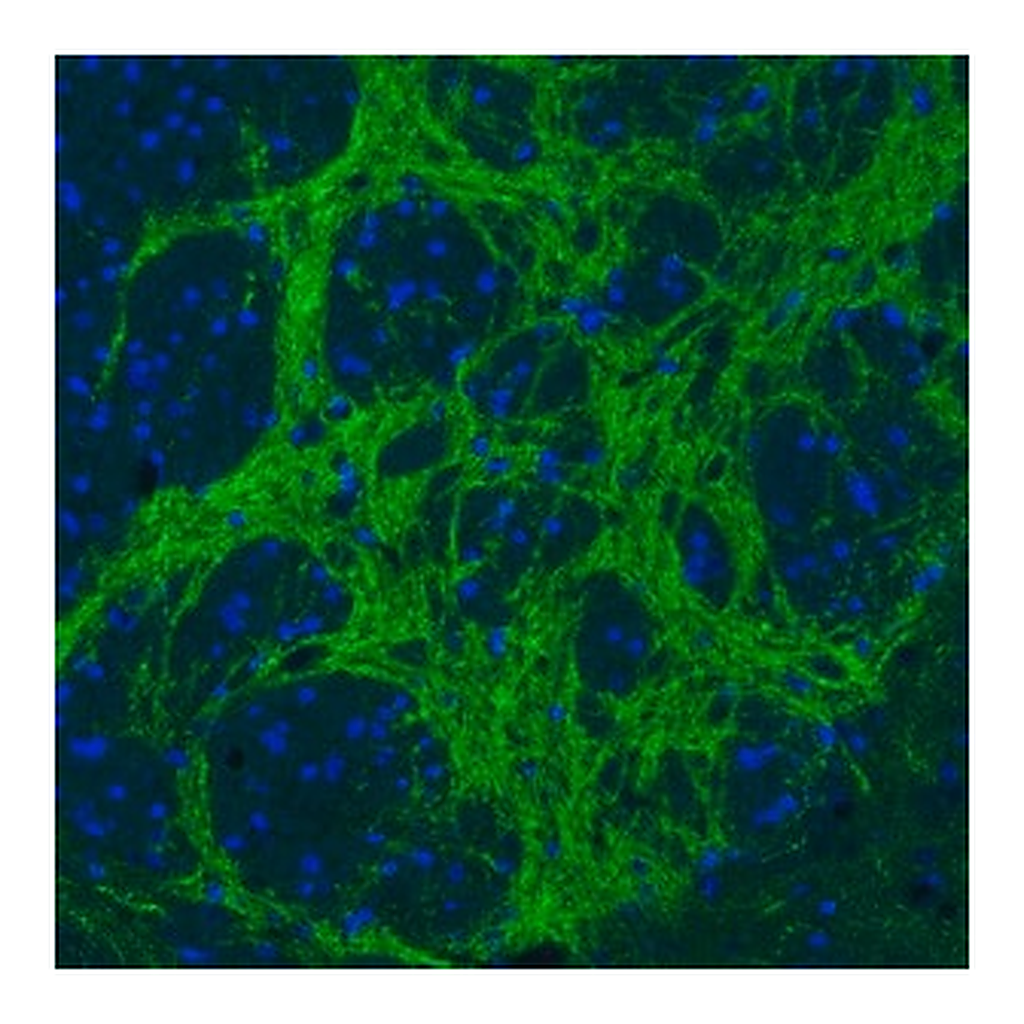 Merck Monoclonal Anti-VGAT antibody produced in mouse