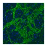 Merck Monoclonal Anti-VGAT antibody produced in mouse
