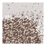 Merck Anti-CUX1 antibody produced in rabbit