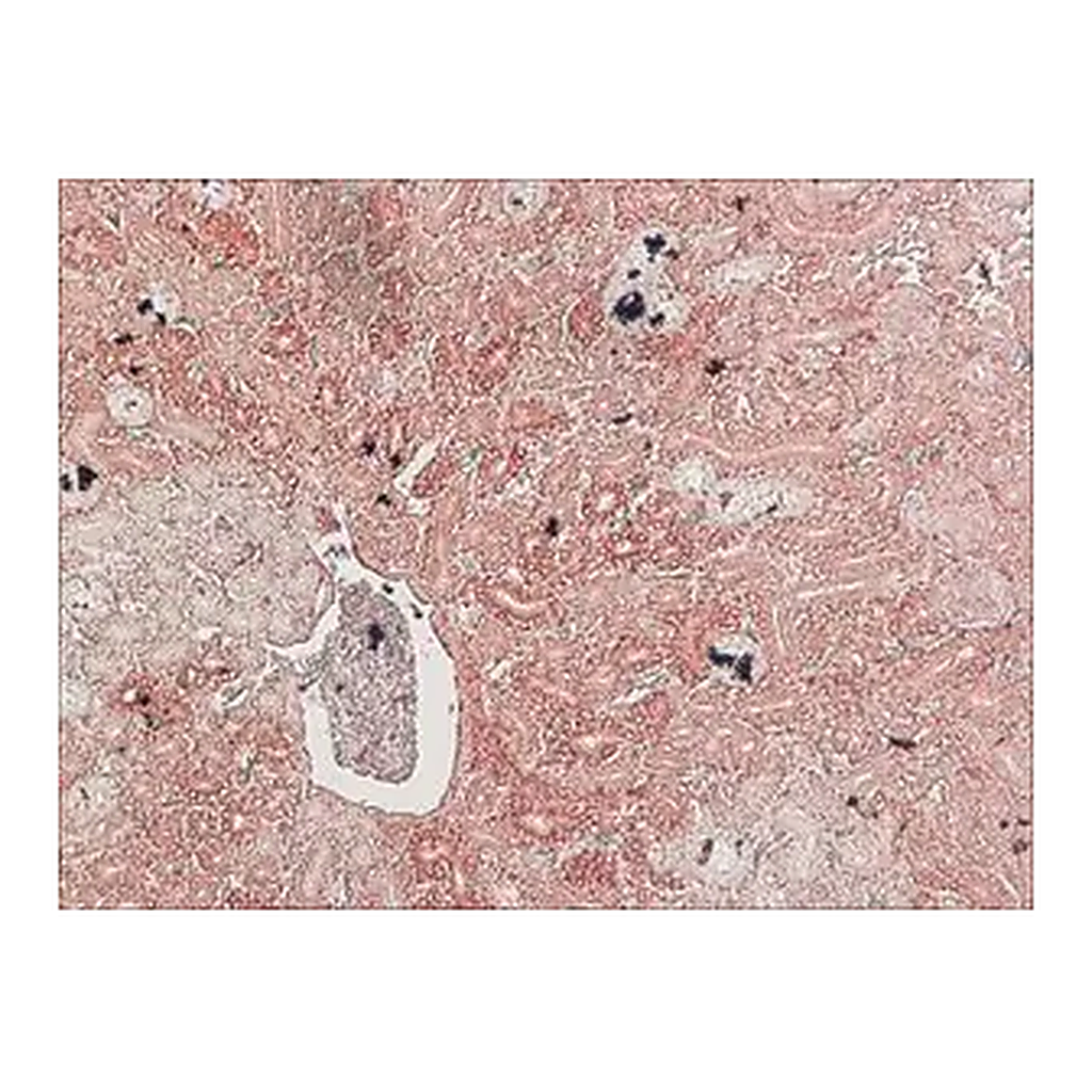 Merck Anti-Podocin, Mouse monoclonal