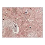 Merck Anti-Podocin, Mouse monoclonal