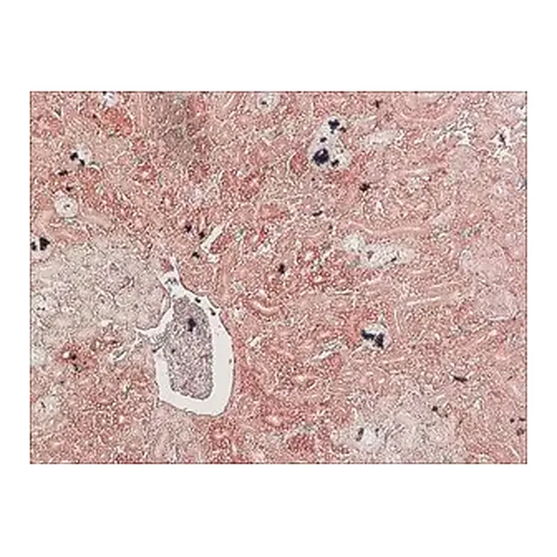 Merck Anti-Podocin, Mouse monoclonal