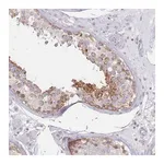Merck Anti-MAP1S antibody produced in rabbit
