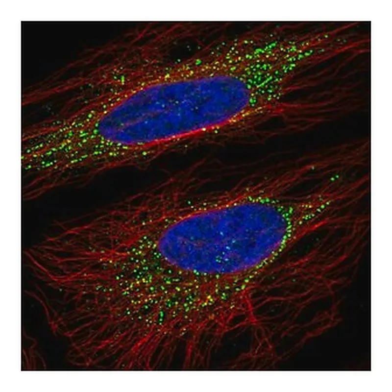 Merck Anti-OSBPL5 antibody produced in rabbit