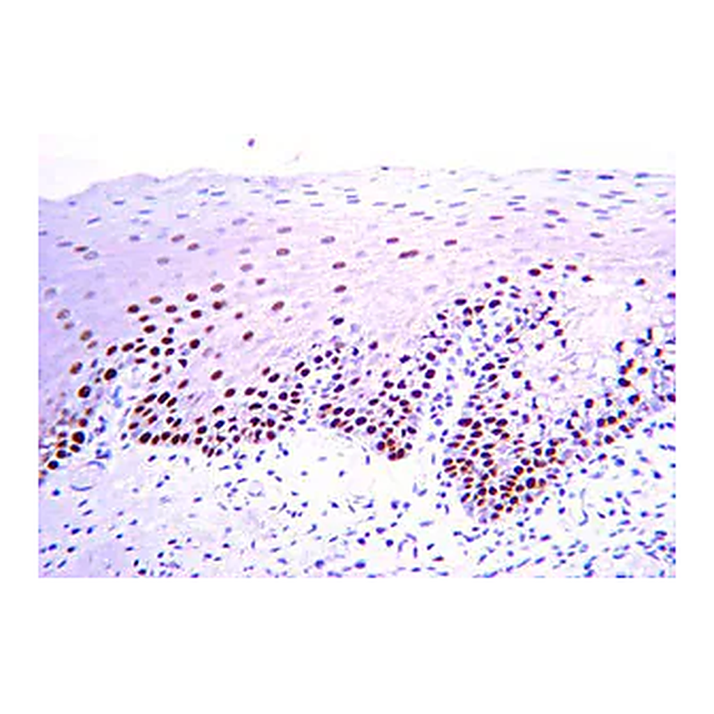 Merck Anti-PCNA Antibody, clone PC10
