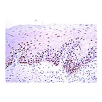 Merck Anti-PCNA Antibody, clone PC10