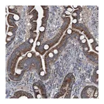 Merck Anti-GPAT3 antibody produced in rabbit