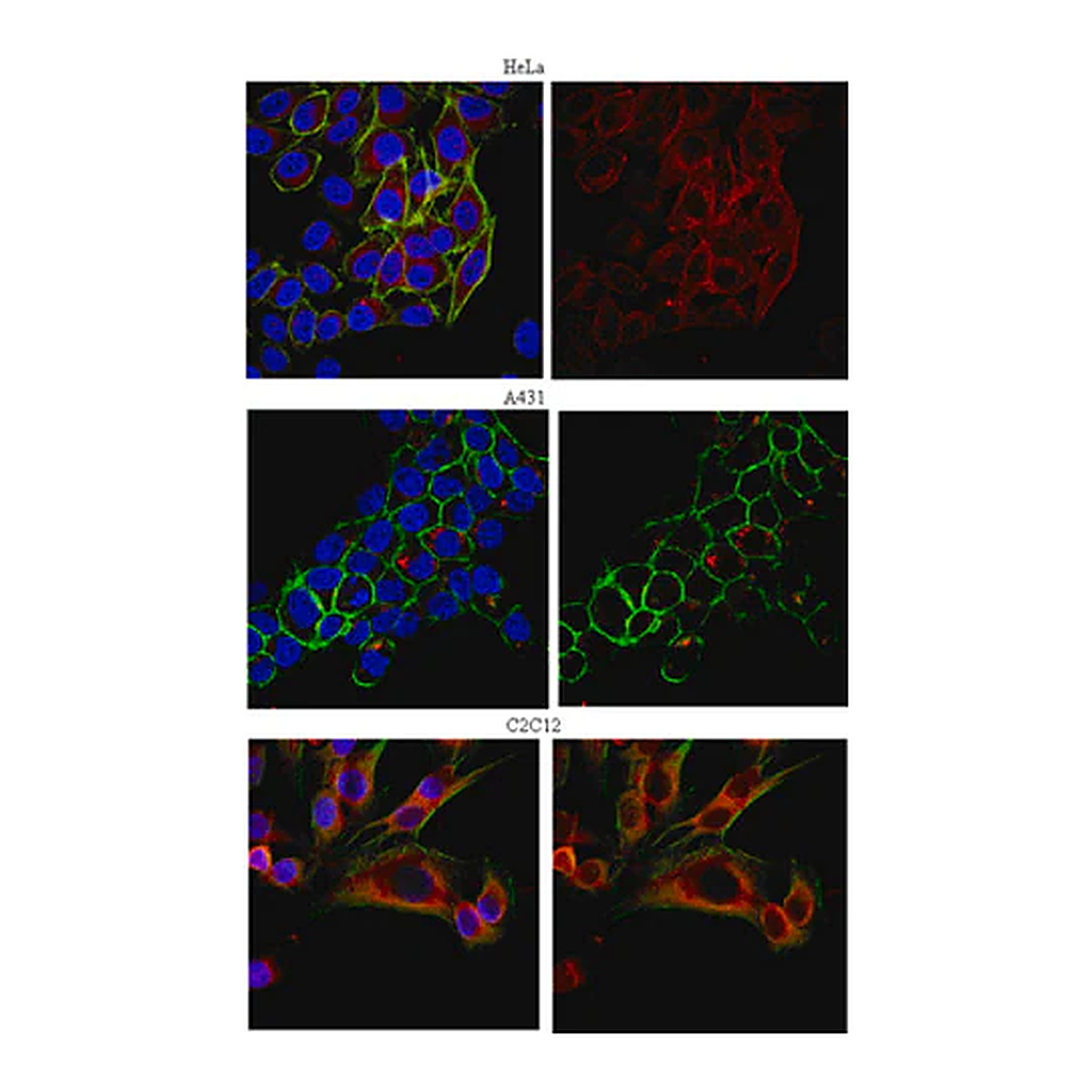 Merck Anti-EEA1 Antibody