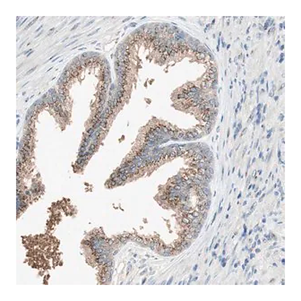 Merck Anti-SEC16A antibody produced in rabbit