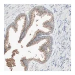 Merck Anti-SEC16A antibody produced in rabbit