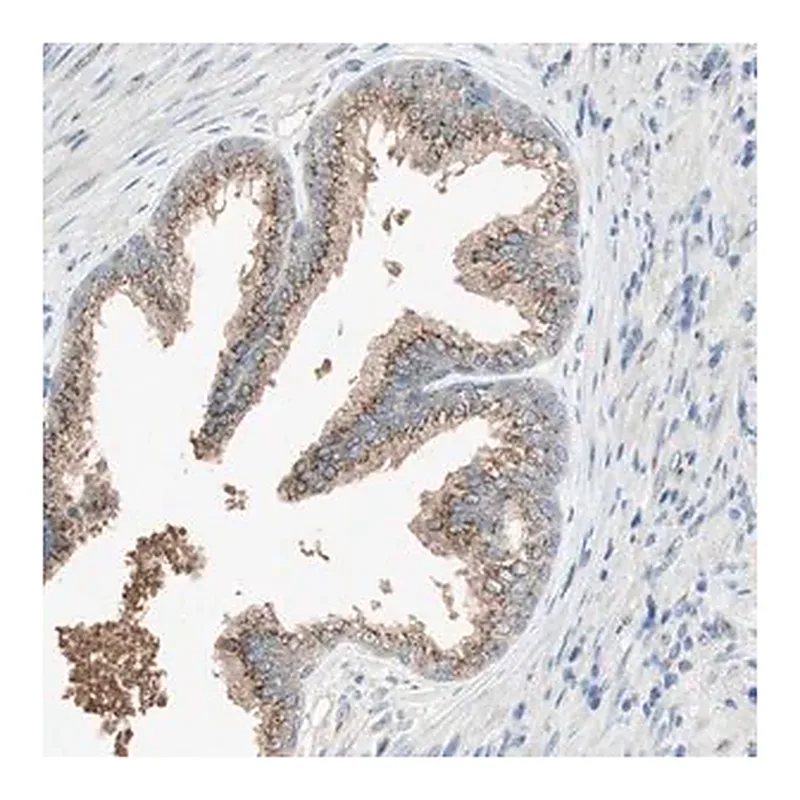 Merck Anti-SEC16A antibody produced in rabbit