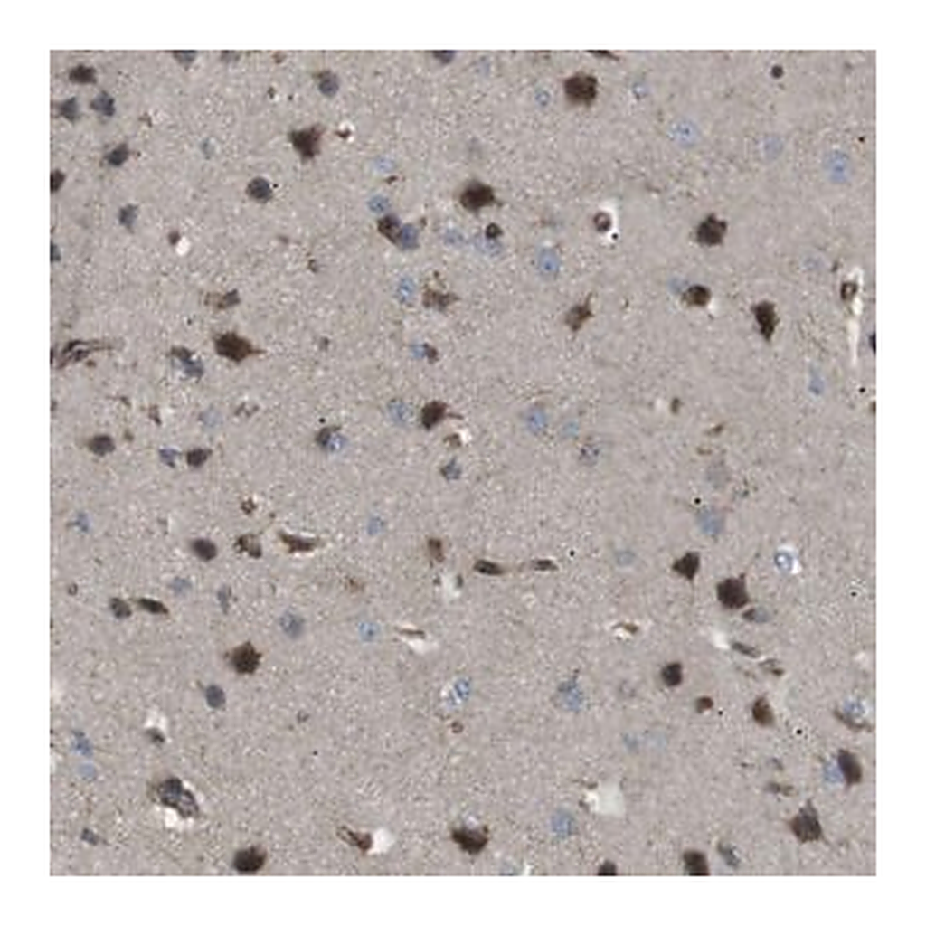 Merck Anti-KANK2 antibody produced in rabbit