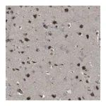 Merck Anti-KANK2 antibody produced in rabbit