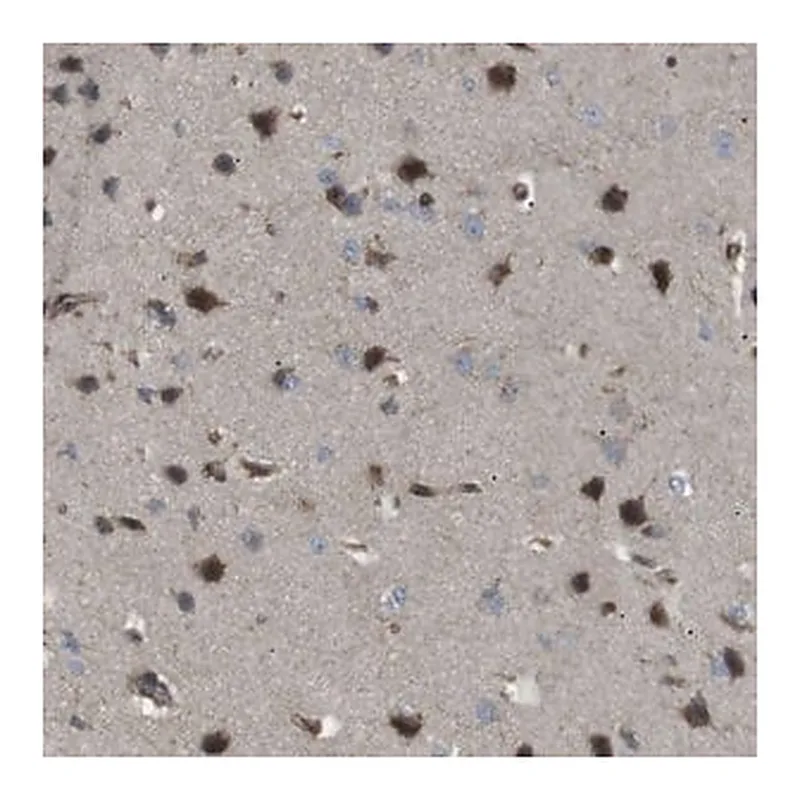 Merck Anti-KANK2 antibody produced in rabbit