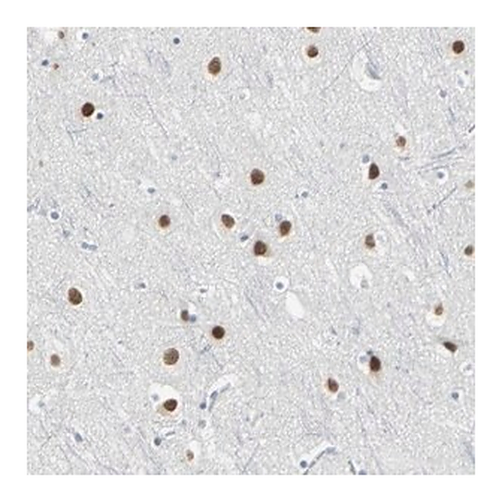 Merck Anti-ZIC1 antibody produced in rabbit