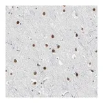 Merck Anti-ZIC1 antibody produced in rabbit