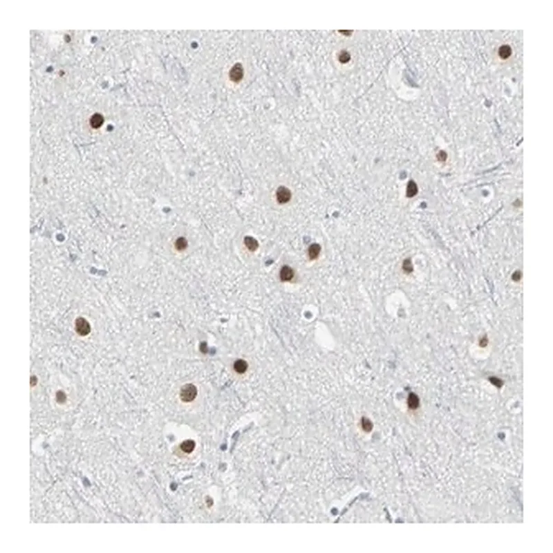 Merck Anti-ZIC1 antibody produced in rabbit