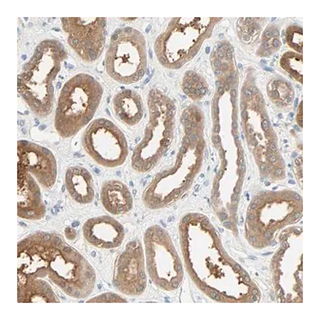 Merck Anti-TNFRSF12A antibody produced in rabbit