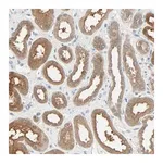 Merck Anti-TNFRSF12A antibody produced in rabbit