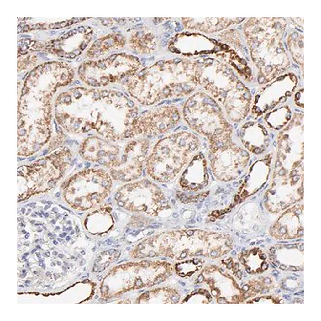 Merck Anti-COX4I1 antibody produced in rabbit