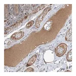 Merck Anti-MASP2 antibody produced in rabbit