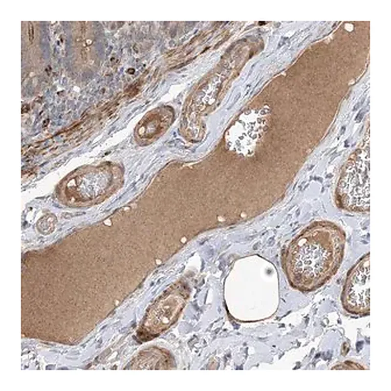 Merck Anti-MASP2 antibody produced in rabbit