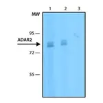 Merck Anti-ADAR2 antibody, Mouse monoclonal
