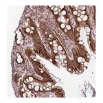 Merck Anti-ITGB6 antibody produced in rabbit