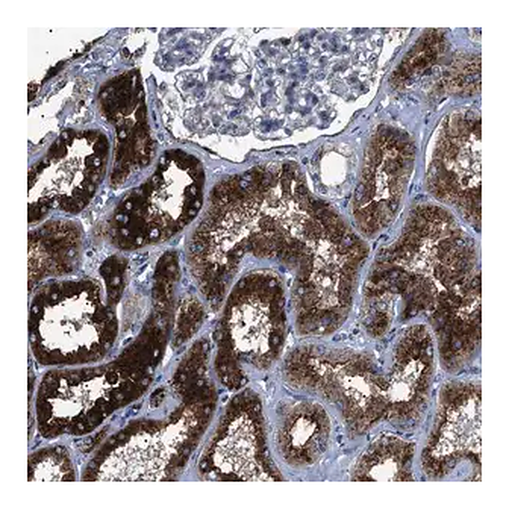 Merck Anti-NEU1 antibody produced in rabbit