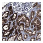 Merck Anti-NEU1 antibody produced in rabbit