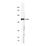 Merck Anti-p53 Antibody, clone BP53-12