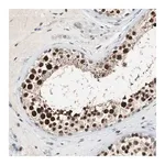 Merck Anti-SIRT1 antibody produced in rabbit