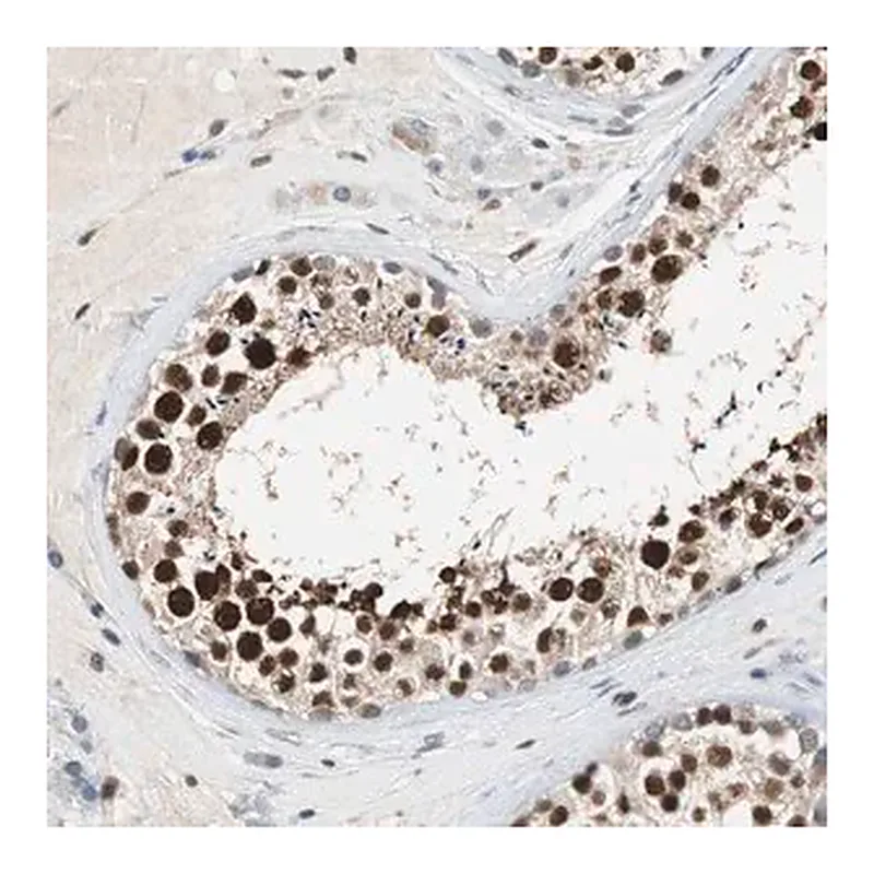Merck Anti-SIRT1 antibody produced in rabbit