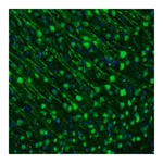 Merck Anti-GMFB antibody produced in rabbit
