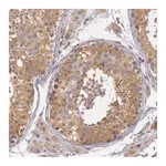 Merck Anti-CDK16 antibody produced in rabbit