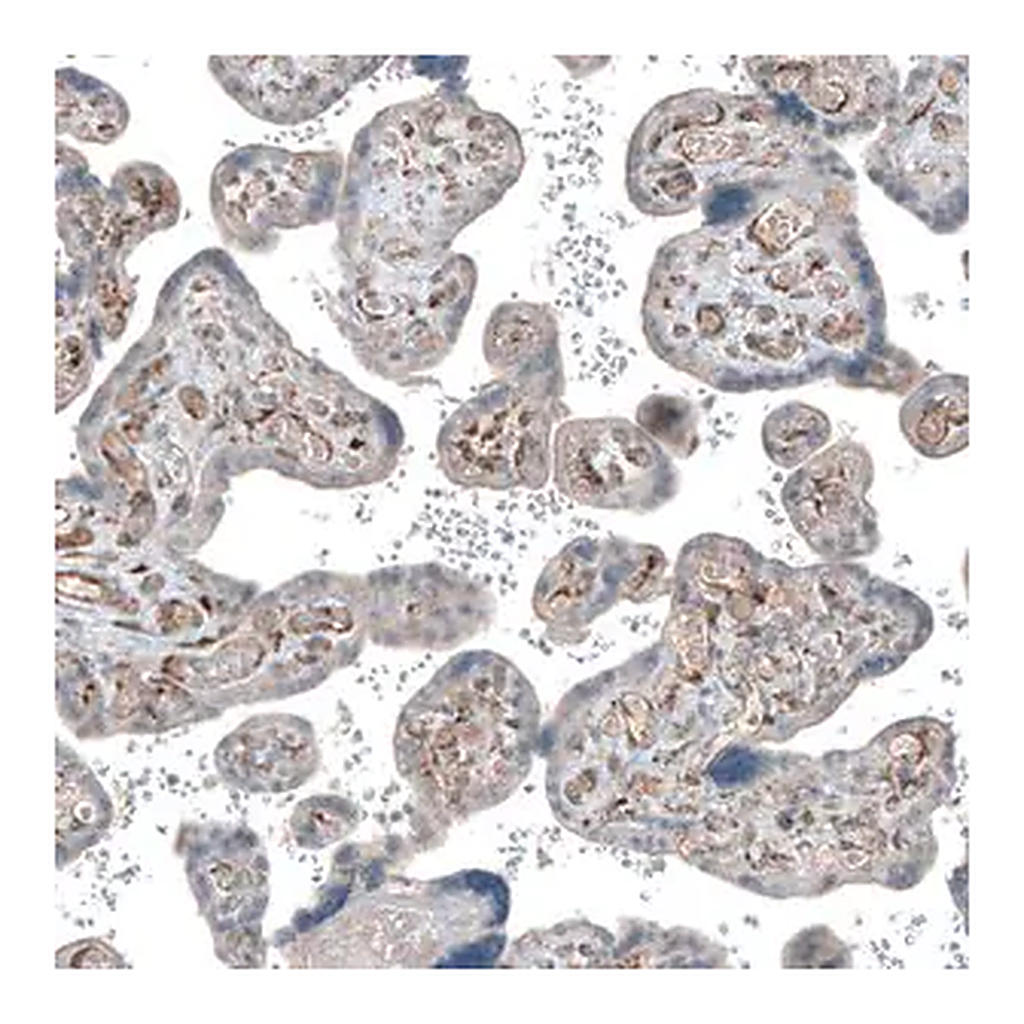 Merck Anti-COL1A1 antibody produced in rabbit