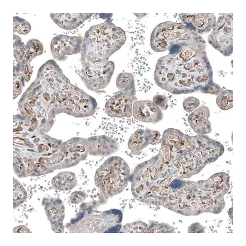 Merck Anti-COL1A1 antibody produced in rabbit