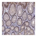 Merck Anti-COL22A1 antibody produced in rabbit