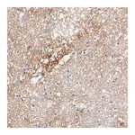 Merck Anti-TNC antibody produced in rabbit