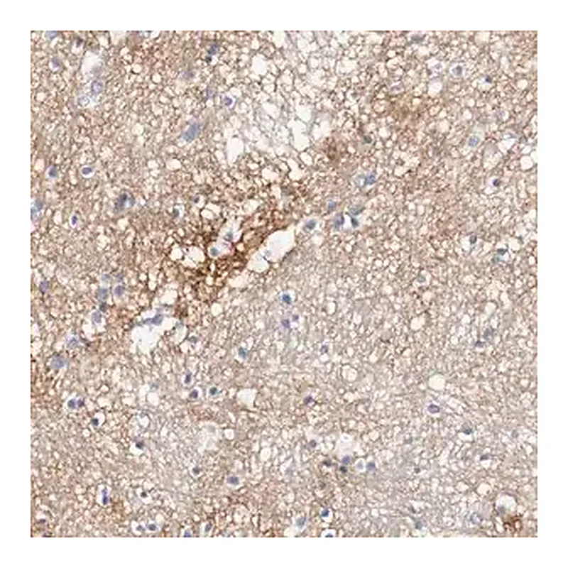Merck Anti-TNC antibody produced in rabbit