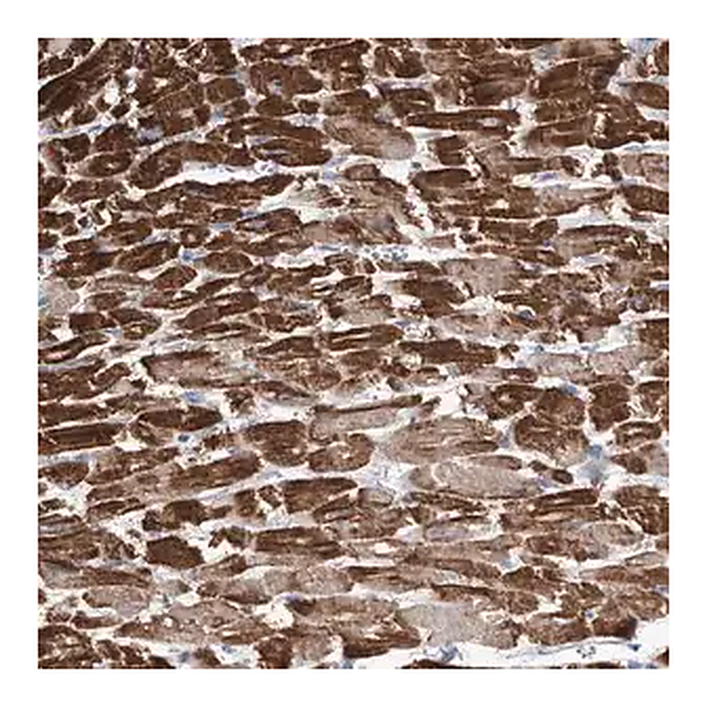 Merck Anti-ATP13A3 antibody produced in rabbit