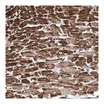 Merck Anti-ATP13A3 antibody produced in rabbit