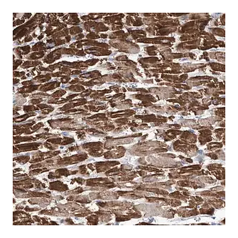 Merck Anti-ATP13A3 antibody produced in rabbit