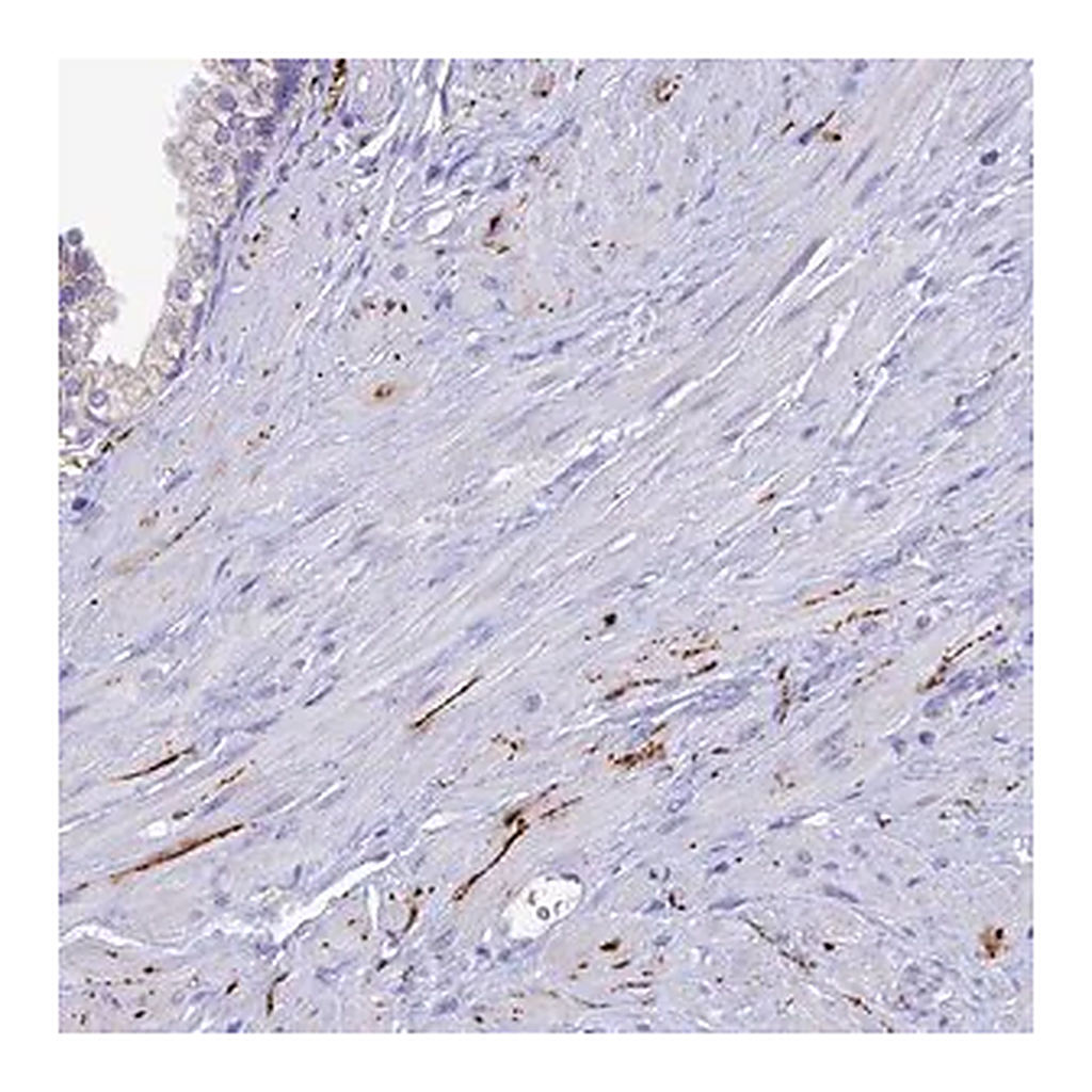 Merck Anti-NPY antibody produced in rabbit